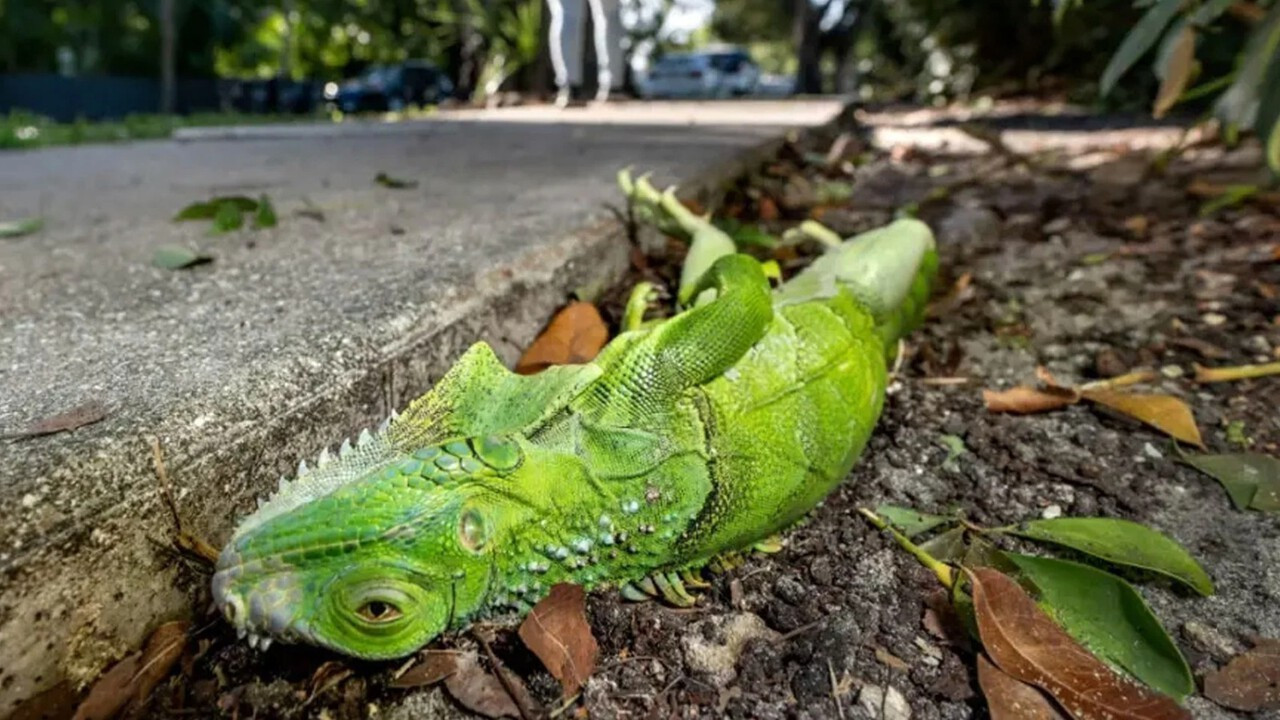 ABD'yi sert soğuk vurdu: Gökten yüzlerce iguana yağdı