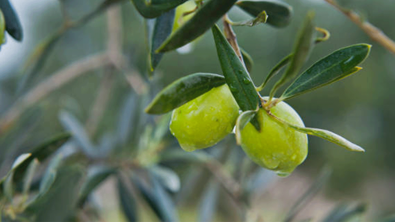Burhaniye’de yağışlar zeytin üreticisine nefes aldırdı