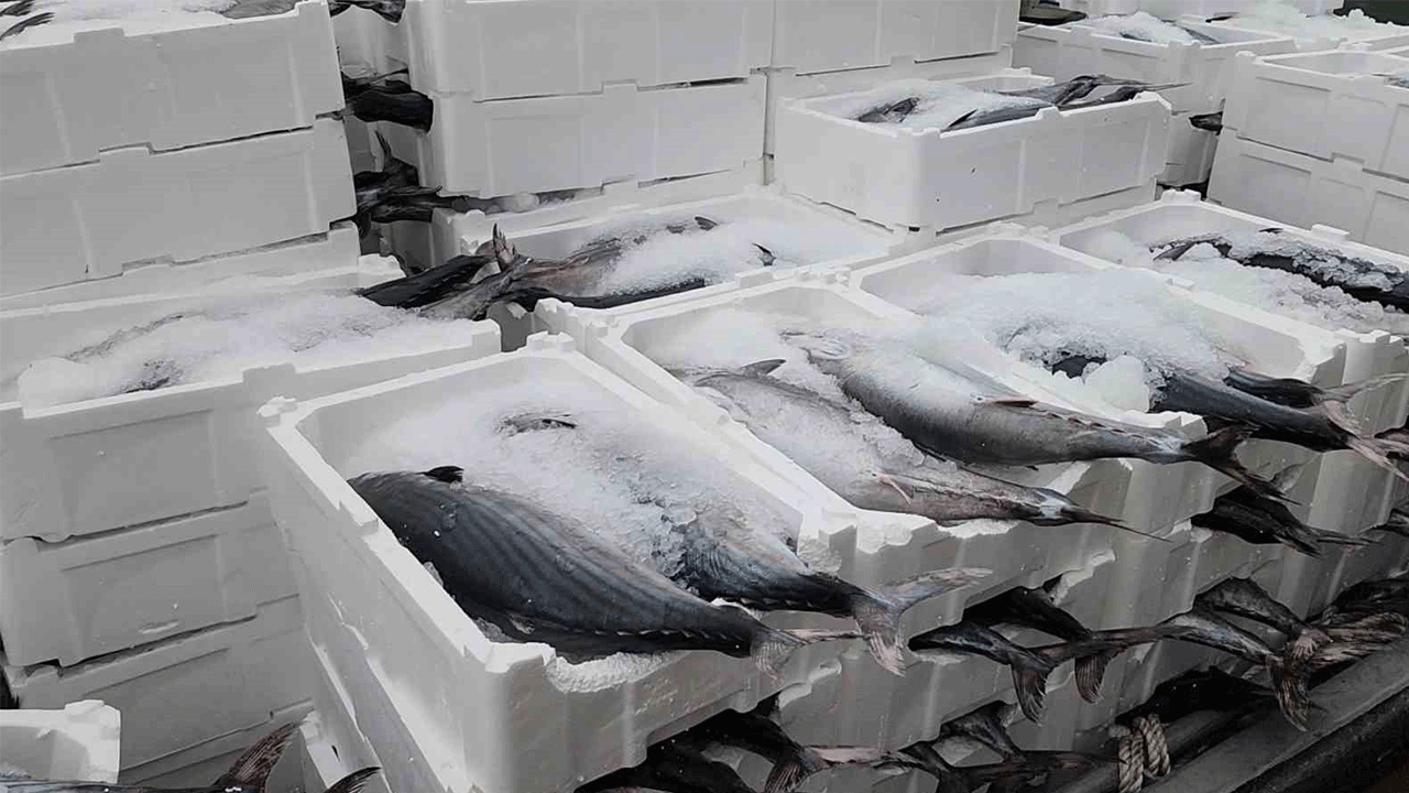 Tekirdağ açıklarında balıkçılara torik sürprizi