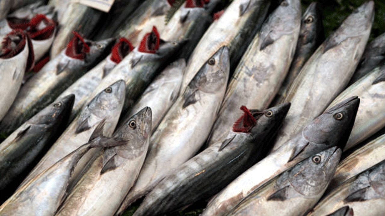 Palamut stoklarında 2025 yılında düşüş yaşandı