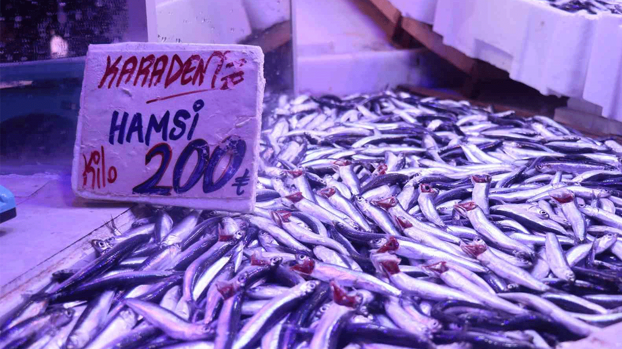 Hamsi Türk sularına geri döndü