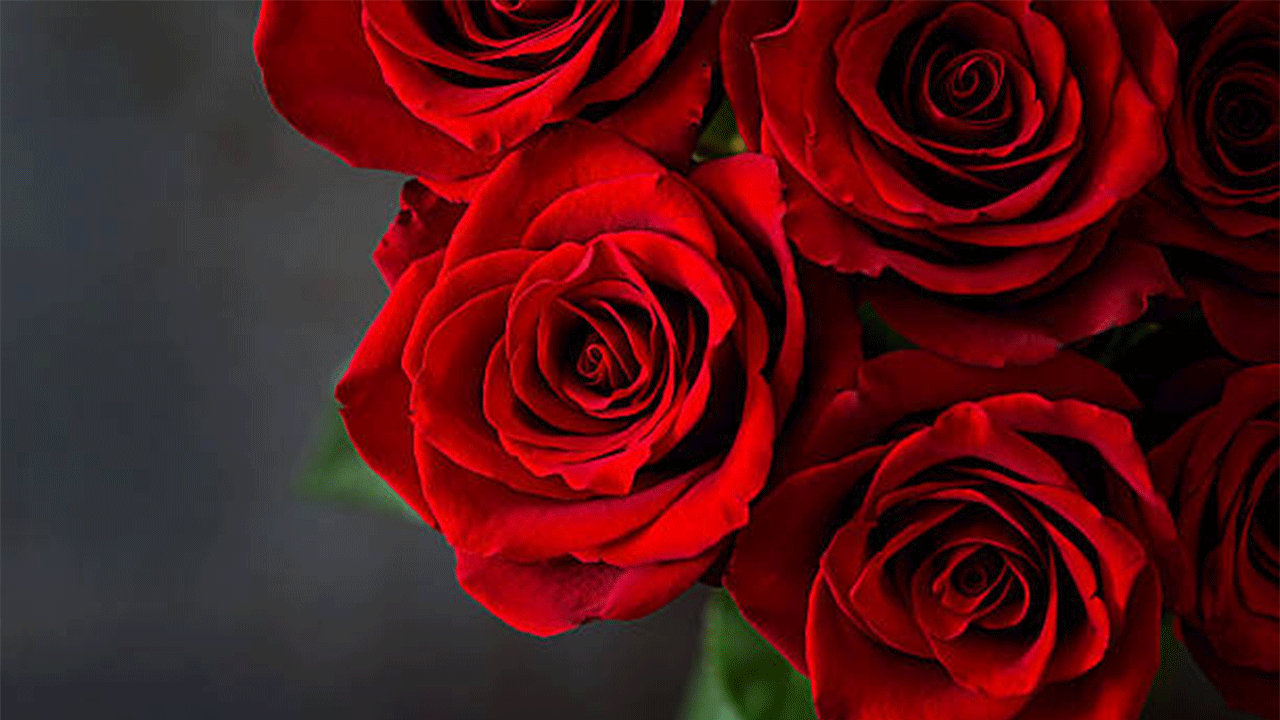 Zirai don yerli gülü vurdu, Sevgililer Günü’nde ithal gül öne çıkıyor