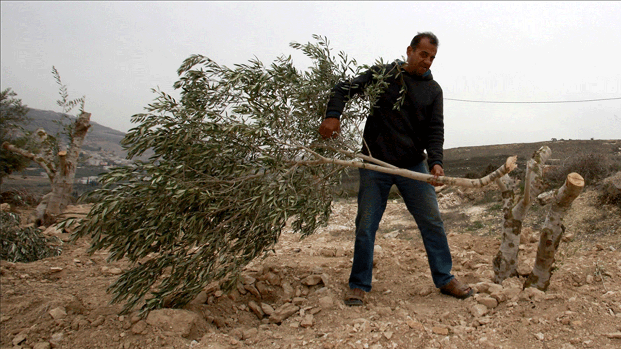 İsrailliler, Batı Şeria'da Filistinlilerin 300 zeytin ağacını kesti