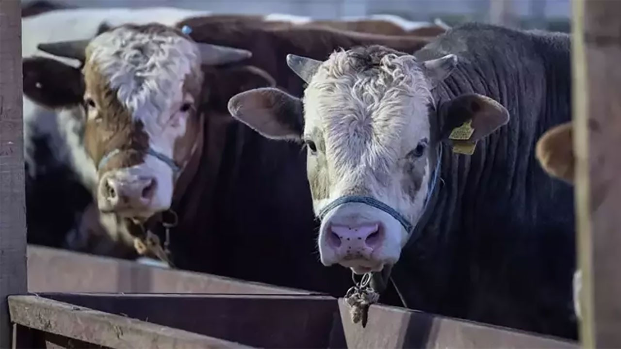 Et ve Süt Kurumundan besilik hayvanların teslimat takvimine ilişkin açıklama