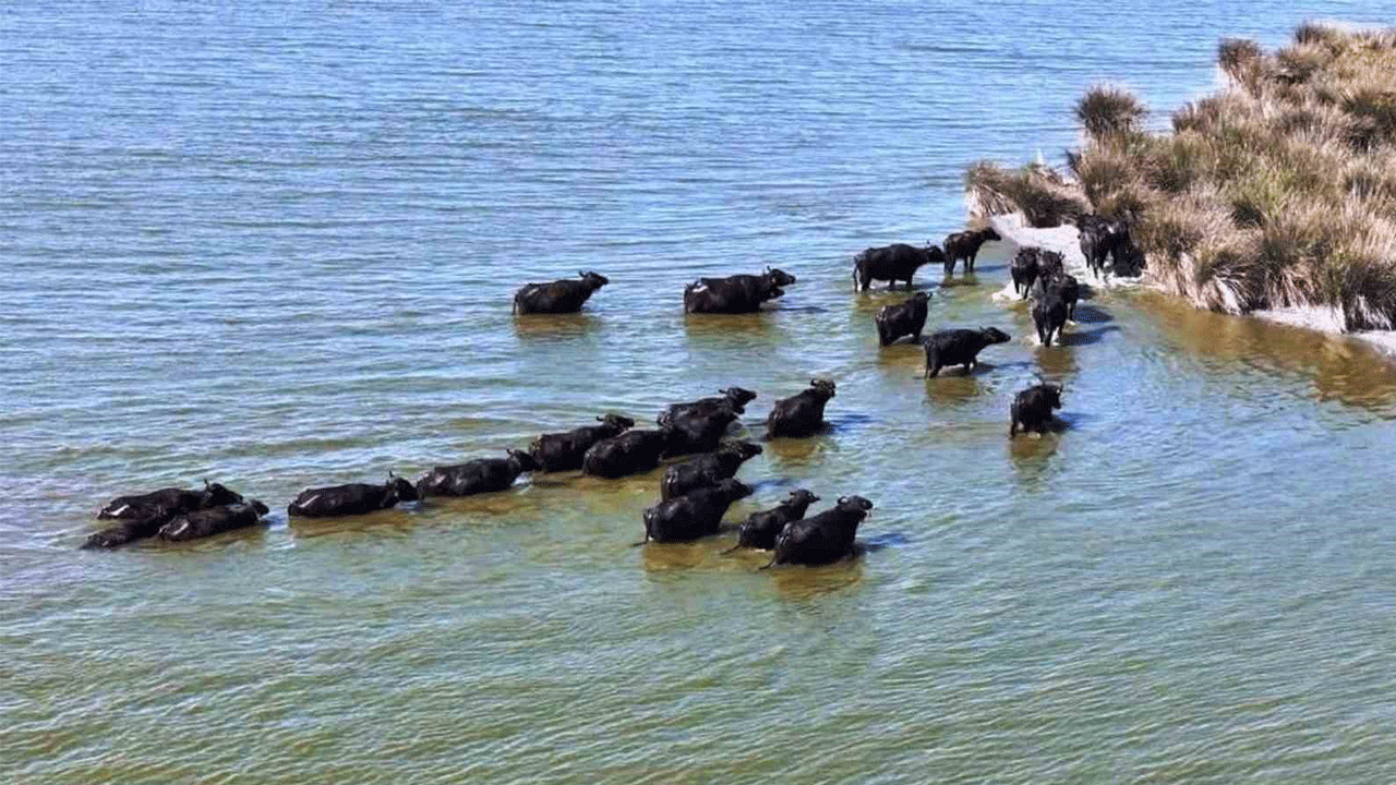 Samsun manda sayısıyla Türkiye ekonomisine katkıda ilk sırada!