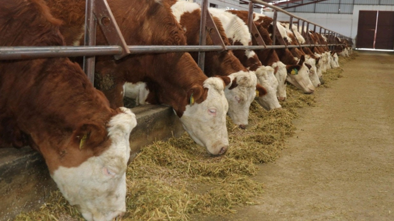 Güney Afrika, şap salgını nedeniyle ulusal afet hali ilan etti