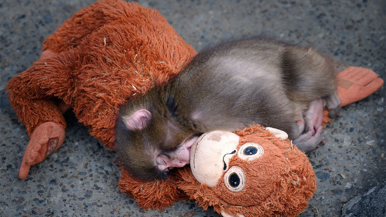 Peluş oyuncağı annesi sanan bebek maymunun bakıcısı konuştu
