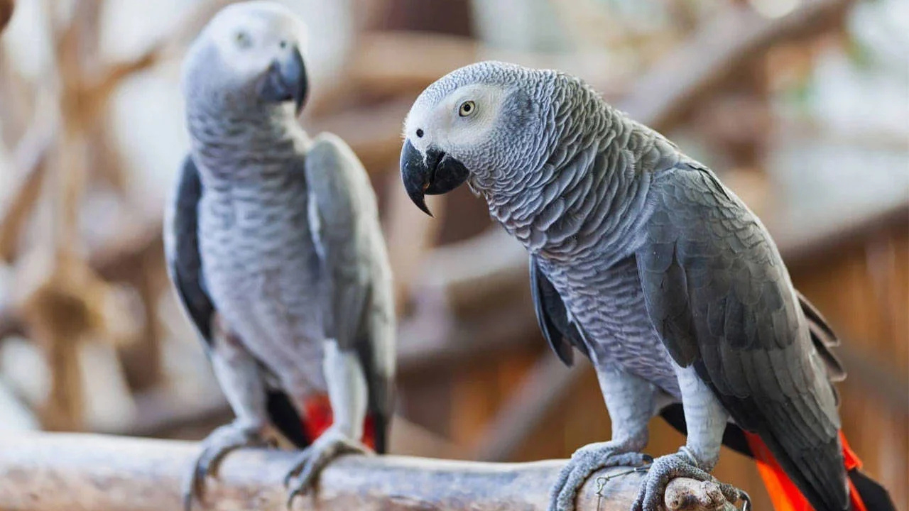 İstanbul Havalimanı'nda 20 Afrika Gri Papağanı ele geçirildi