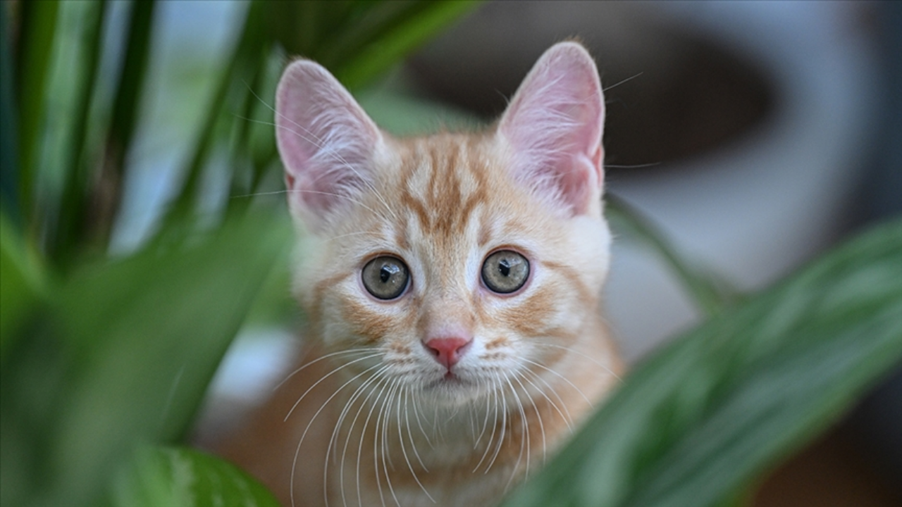 Araştırma: Evcil kediler kanser tedavisinde umut olabilir