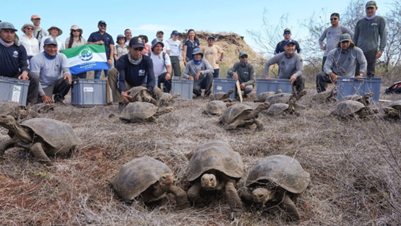 150 yıl sonra tarihi dönüş: Dev kaplumbağalar Floreana Adası’na bırakılıyor