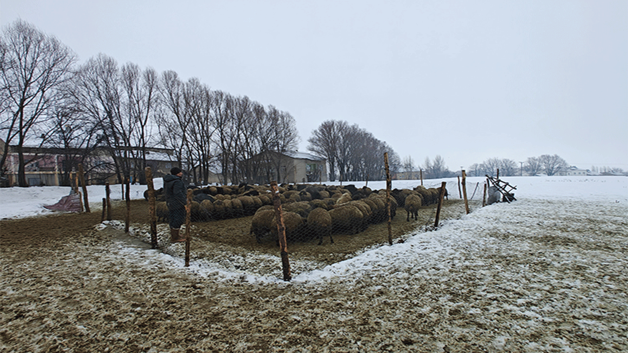 Muş’ta devlet destekleriyle hayvan sayısı artıyor