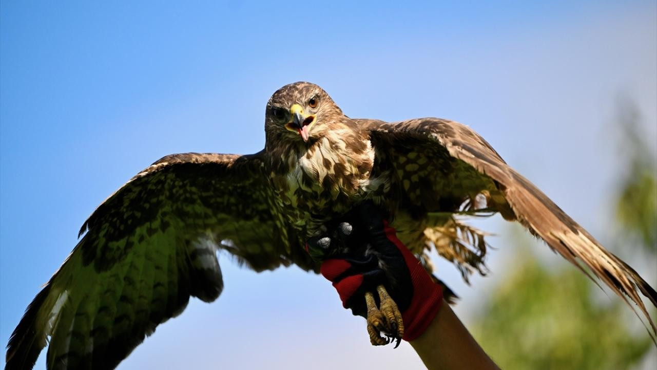 Koruma altındaki genç bir şahine alkol içiren kişiye hapis cezası verildi