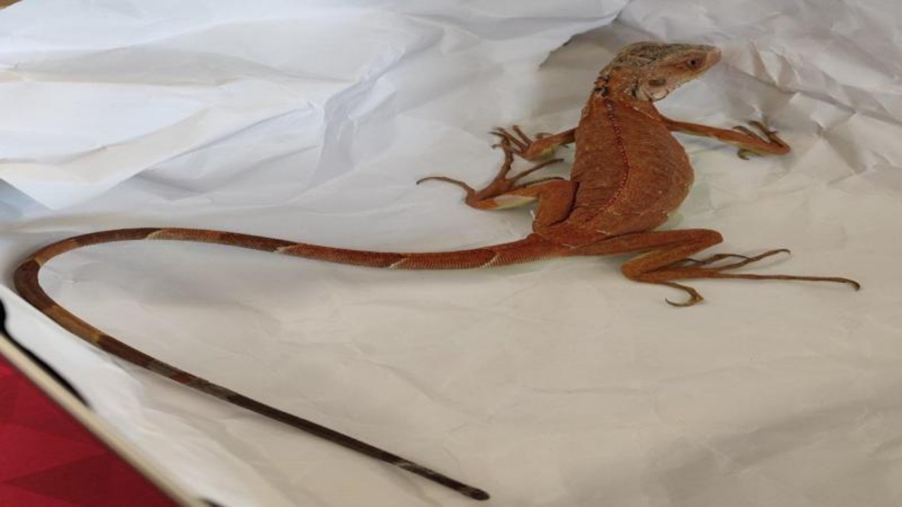 Nevşehir'de evinde izinsiz iguana besleyen kişiye para cezası uygulandı