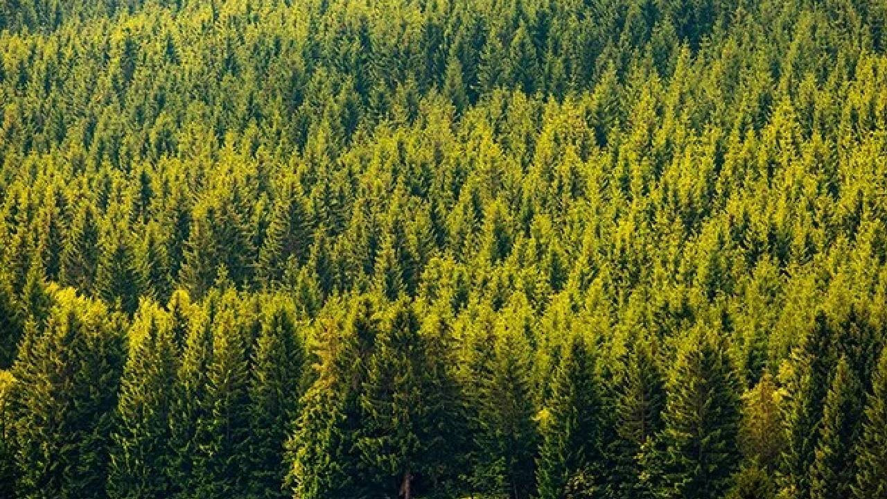 21 ilde bazı alanlar orman sınırları dışına çıkarıldı