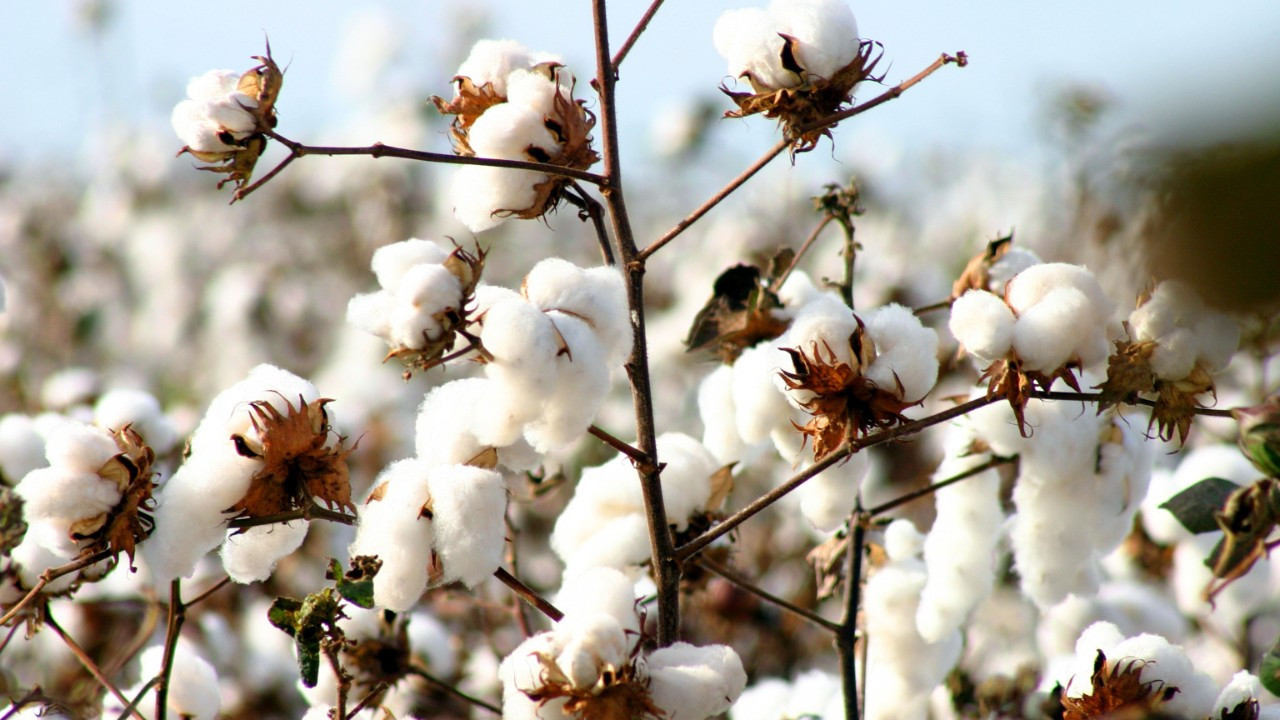 Yağışlar da pamuktan kaçışı durduramadı
