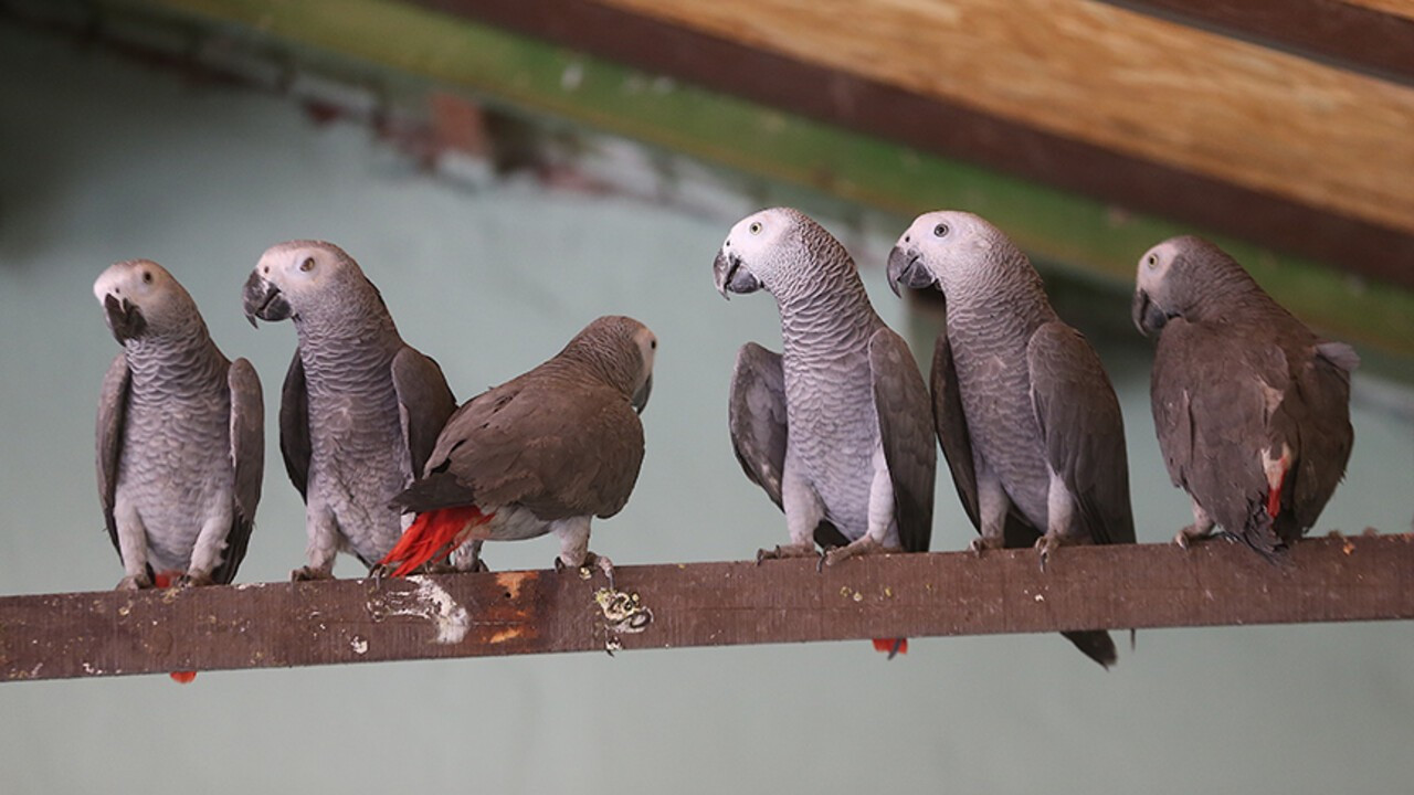 İstanbul'da petshop denetimi: 39 papağana el konuldu