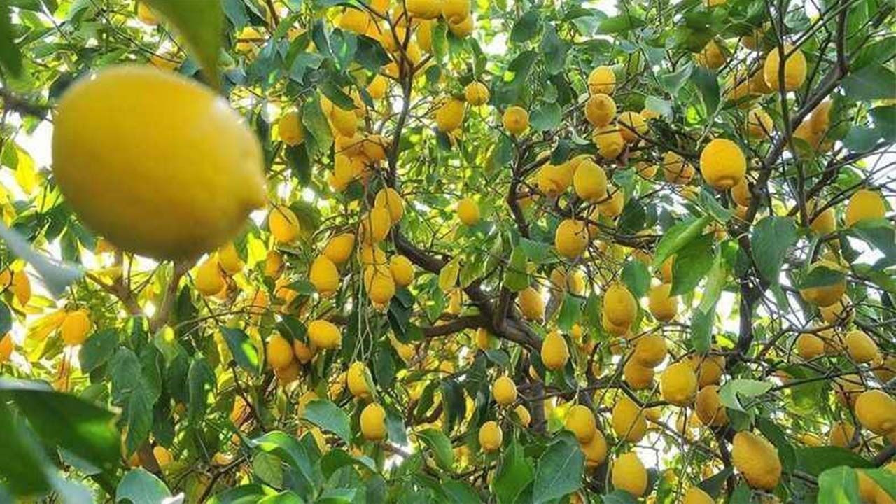 Limonda gümrük vergisi düşürüldü