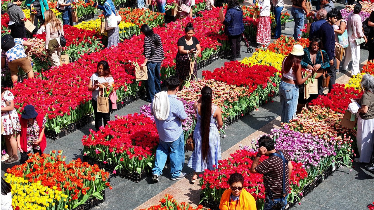 ABD'de "lale günü": 80 binden fazla çiçek dağıtıldı