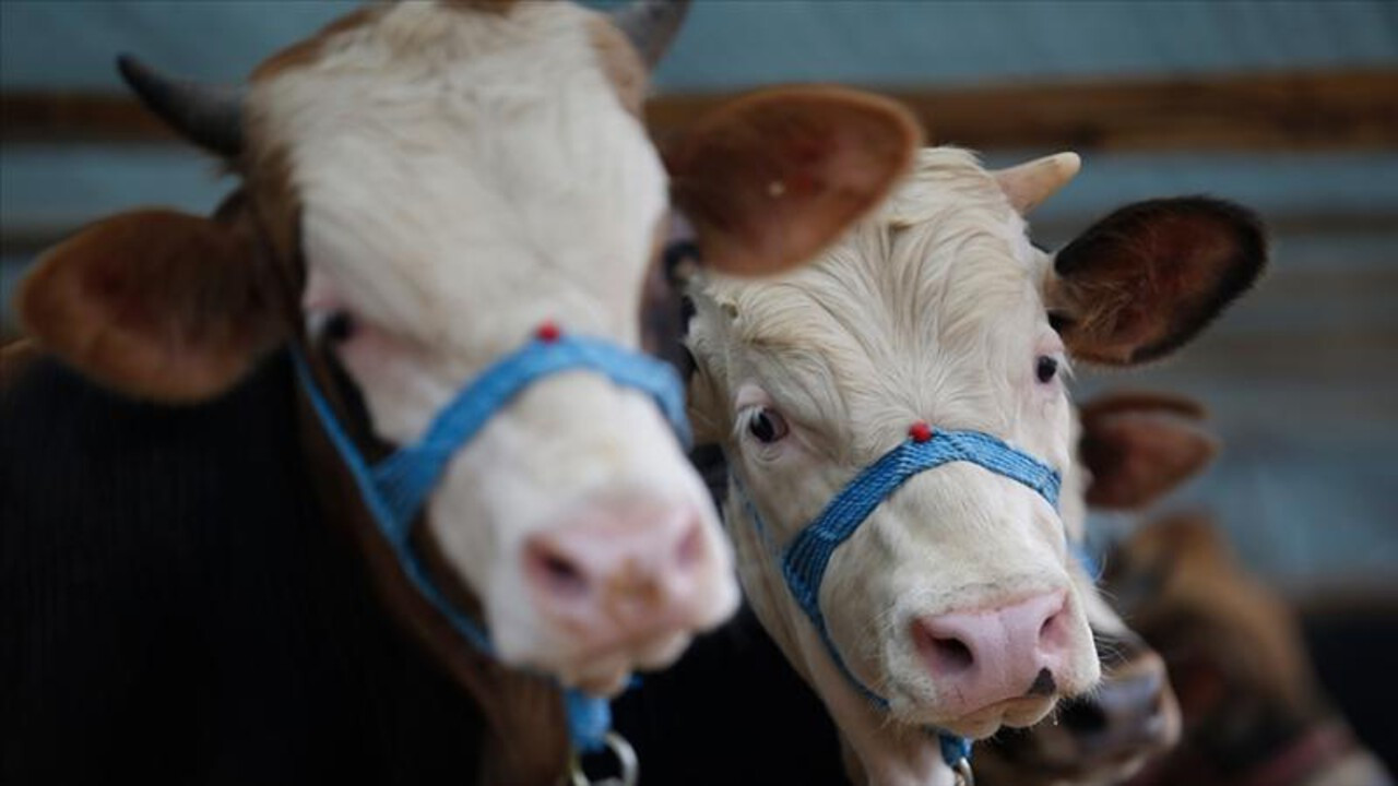 Kütahya'da "şap" alarmı: 15 köy karantinaya alındı