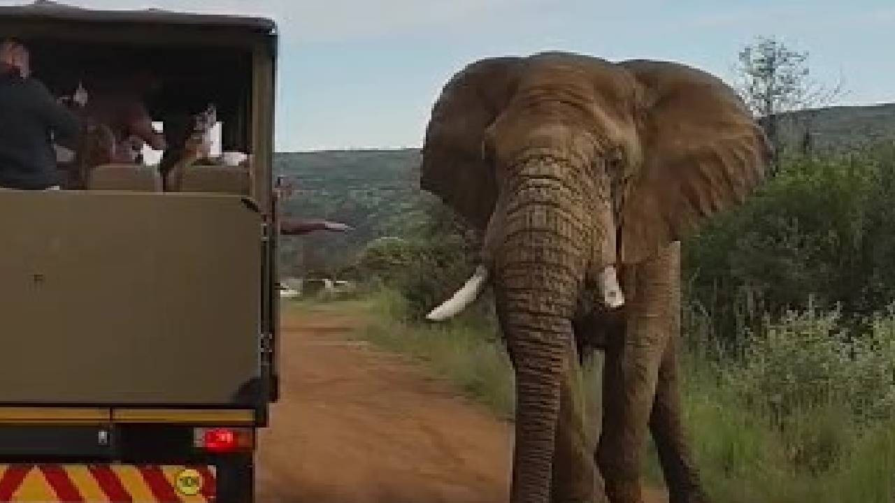 Safaride Türk turistleri fil kovaladı: 'Fil saldırma lüksü bile yaşadık'