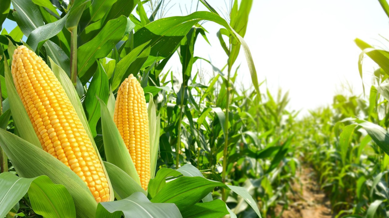 TÜRİB’de işlem hacmi 30,7 milyar TL’ye ulaştı