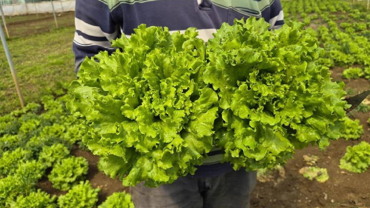 Tarlada 15, tezgahta 100 TL