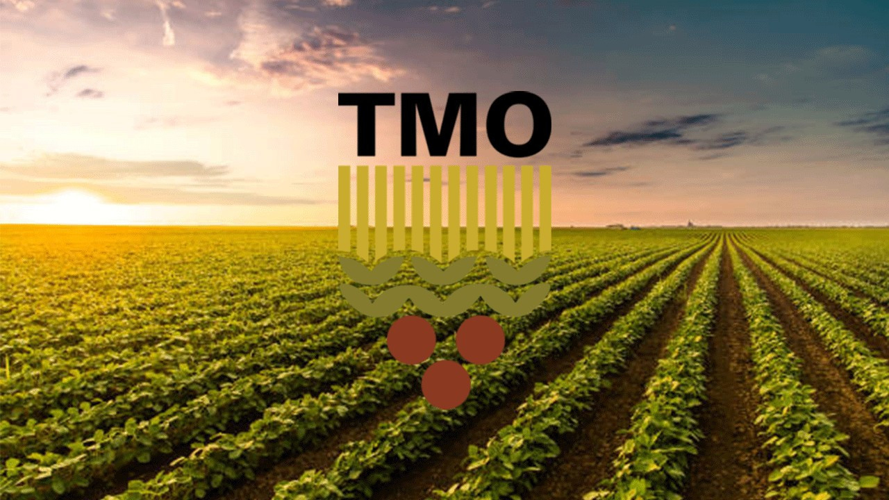 TMO stoklarındaki 53 bin ton mısırı 11 bin 800 liradan satışa çıkarıyor