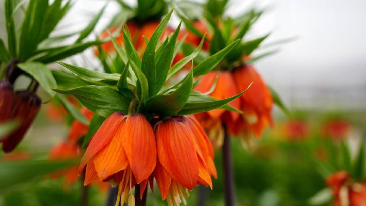 Yılda sadece 20 gün yaşıyor! Koparan yandı: Cezası 700 bin TL