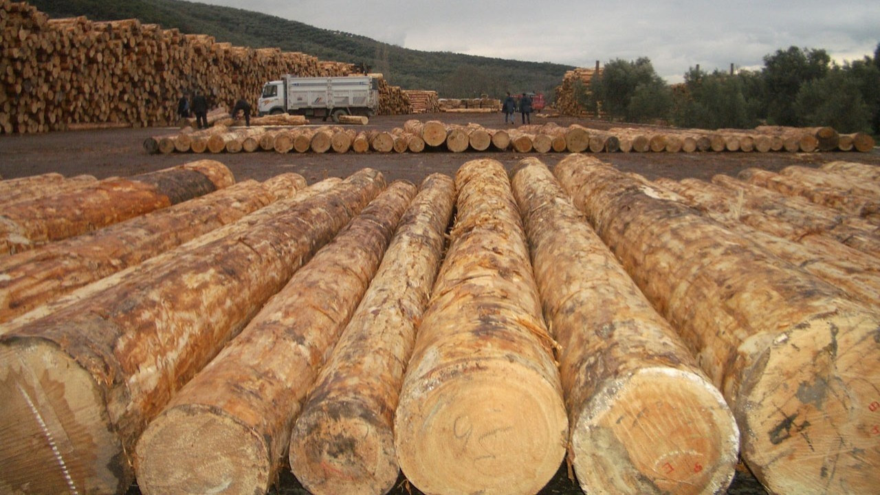 “Kavakçılık yeniden kalkınma aracı haline getirilmeli”
