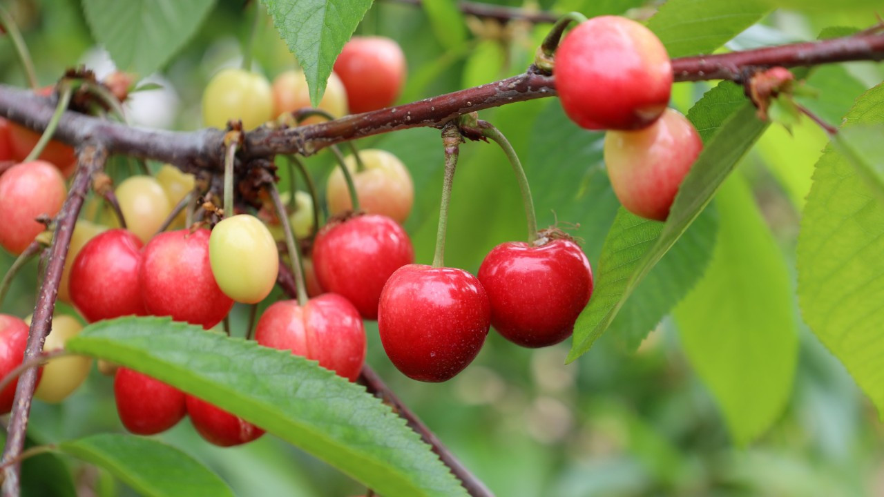 Kiraz ihracatçıları 200 milyon dolar ihracat hedefliyor