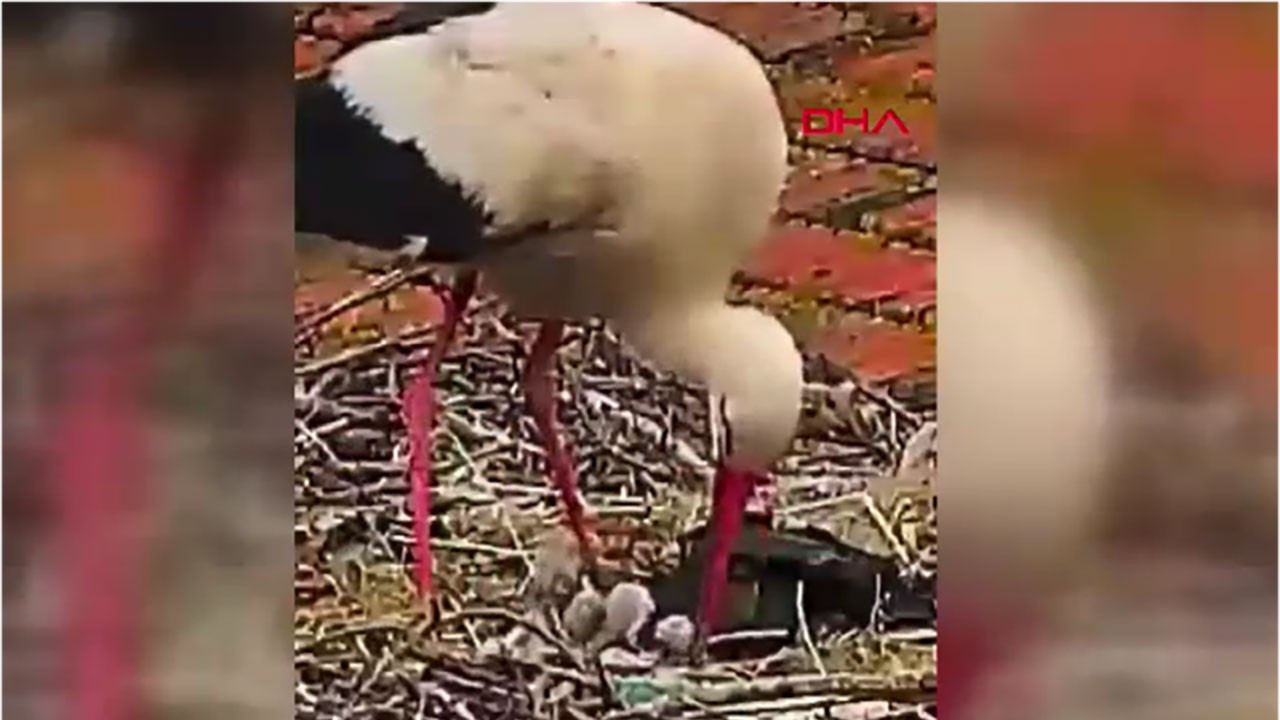 Yaren leylek ile Nazlı'nın 5 yavrusu görüntülendi
