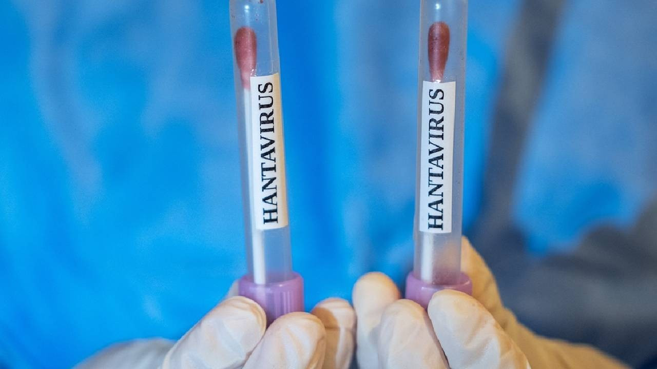 Risk yüksek mi? DSÖ'den hantavirüs açıklaması