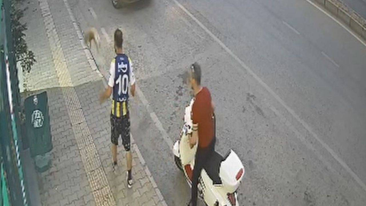 Samsun'da kediye tekme atan şahıs tutuklandı
