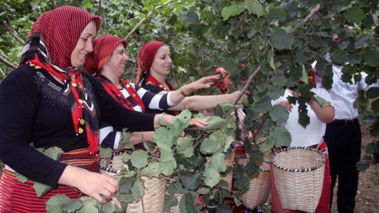 Ordu Büyükşehir Belediyesi'nden fındığa çifte destek