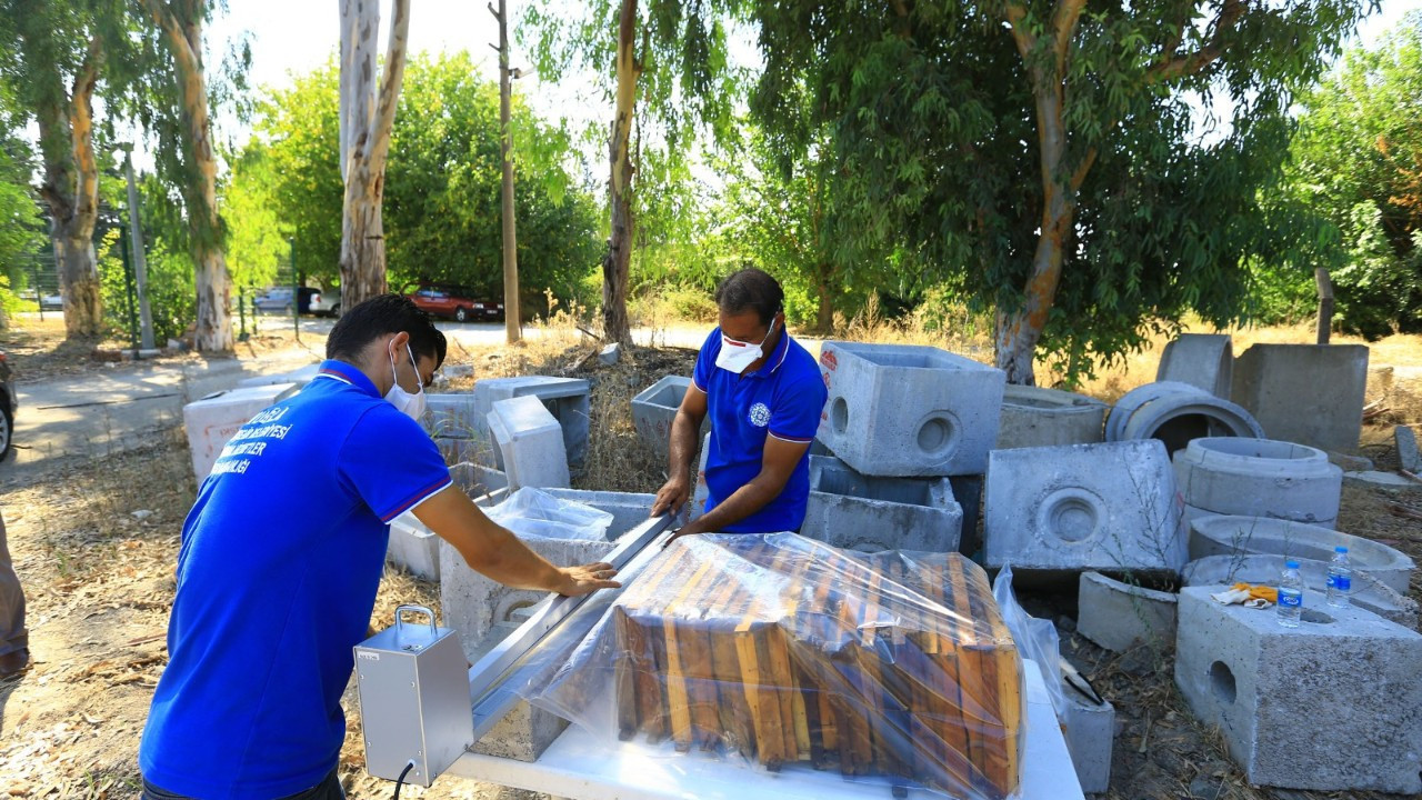 Muğla’da 236 bin petek balmumu güvesine karşı şoklandı
