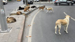 Ankara Valisi Canbolat 52 bin sahipsiz köpeğin toplandığını açıkladı