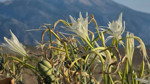 Beach Protected with Endemic Sand Lilies; Uprooting Penalty Set at 699,245 TL