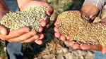 TİGEM 14 bin 500 ton buğday ve arpa ile yaklaşık 1721 ton narenciye satacak