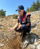 Kuşadası'nda sadece 11 tane kaldı: Koparmanın cezası 387 bin 141 lira - Resim : 1