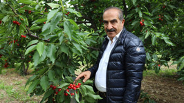 Türkiye kiraz ihracatından 300 milyon dolar döviz hedefliyor - Resim : 1