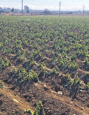 Tarımda iklim hasarı büyük! - Resim : 2