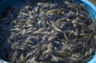 Adana’dan giden 10 milyon sazan suyla buluştu - Resim : 1