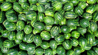 Coğrafi tescil işaretli Osmaneli karpuzunda hasat başladı