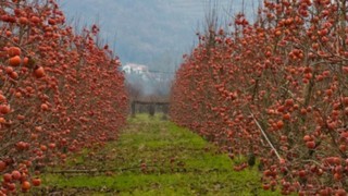 Yaş hali tezgahta 50 TL. Kurutup satan 10 kat daha fazla kazanıyor