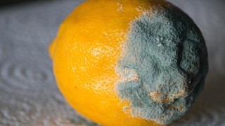 Limon saklarken yapılan hata ; Küflenmesine yol açıyor.