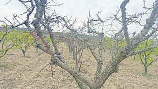 Tarımda iklim hasarı büyük!