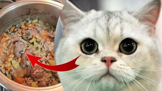 Kediniz tüy dökmeyi anında kesecek * Ne ilaç ne de iğneye gerek kalmıyor!