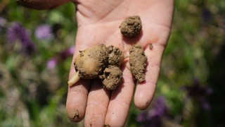 Kilosu altınla yarışıyor! Milyonluk salep hasadı başladı