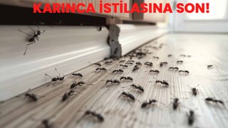 Karınca istilasına son! Kimyasal olmadan bu 8 malzeme ile haşereler evin yanına bile yaklaşamayacak