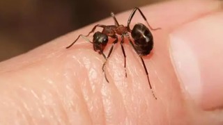 Böcek ve haşereleri evden uzaklaştırıyor * Çöp diye attığımız kabuklardan yapılıyor